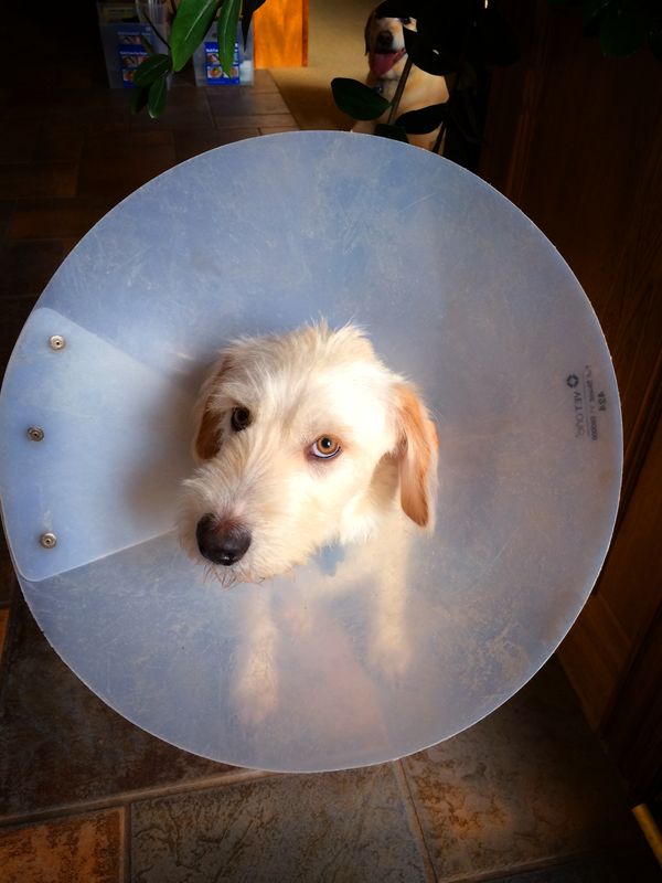 131214 Cone of Shame No Match for Barley