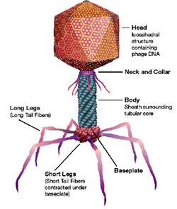 Bacteriophage structure