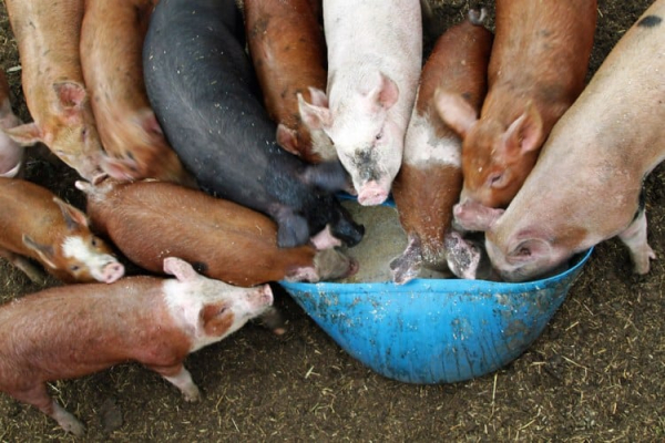 Pigs-feeding-at-trough