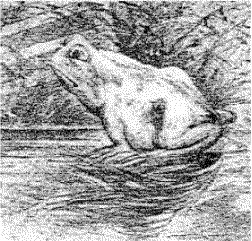 Froghorse_252p_2