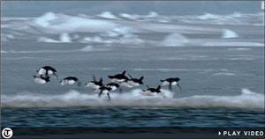 Penguins_2