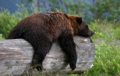110529 Bears Sleeping