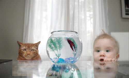 Two Ways to Look at Fish