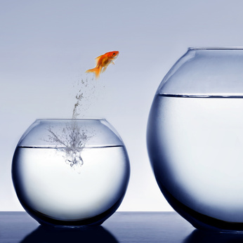 Goldfish jumping to new bowl