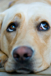 Yellow Lab Laying Down 200p